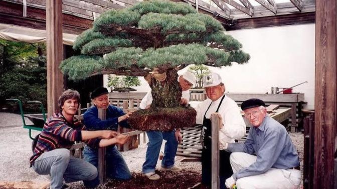 Bonsai (盆栽) - Ağaç Budama Sanatı Hakkında Bildiklerimi Anlatıyorum!