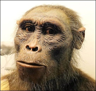 Australopithecus