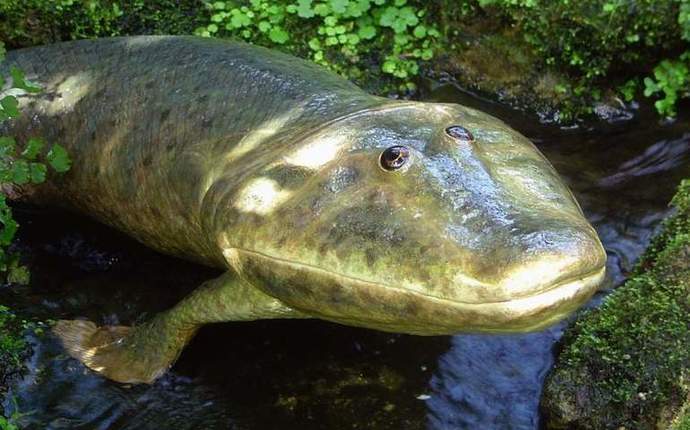 Tiktaalik