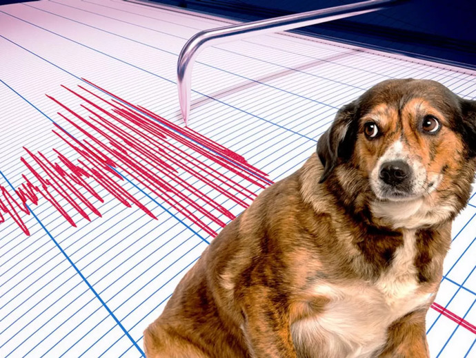 Deprem Öncesinde ve Deprem Süresince Ne Yapılmalıdır?
