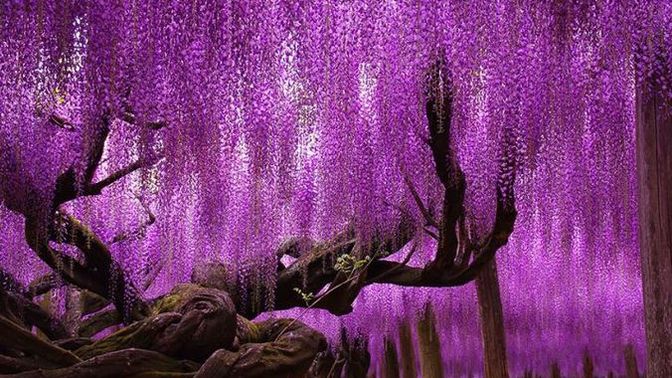 Biraz Arınalım ve Umudumuza Umut Ekleyelim: Dünyanın En Çok İlgi Çeken Ağaçları!