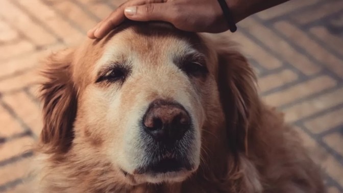 Kurtlar Köpeklerin Atası Mıdır? En Kısa Hâliyle Köpeğin Evrimsel Süreci ve İnsan Hayatındaki Önemi