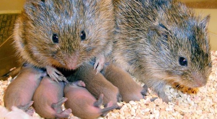 Çayır Faresi. Microtus Orchogaster