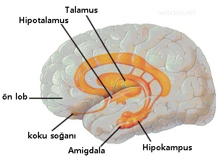 Limbik sistemin genel haritası