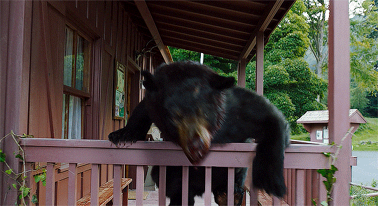 Kokain Bağımlısı Bir Ayının Hikayesi: Cocaine Bear