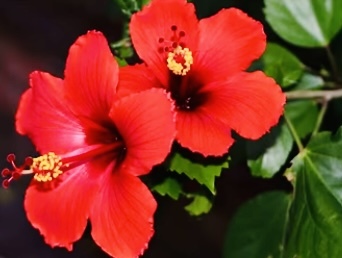 Hibiskus çiçeği