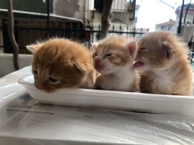 Sokaktaki Canlara En Son Ne Zaman Mama Verdin? Senin İçin Liste Yaptım!