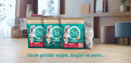 Kedinizin Gözle Görülür Sağlığı İçin Dikkat Etmeniz Gereken 6 Şey