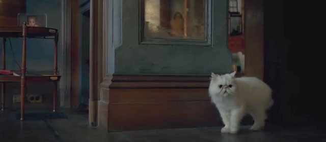Kedi Sahiplenmek İsteyenlerin Mutlaka Bilmesi Gerekenler!