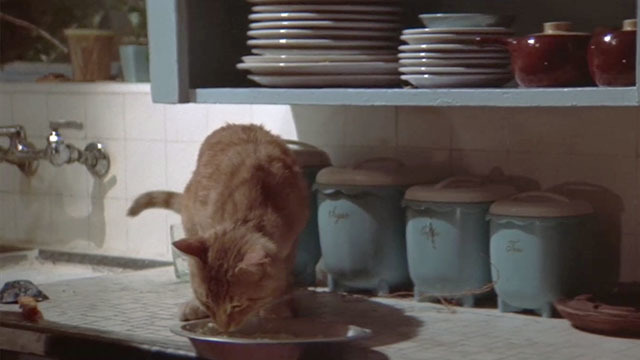 Kedi Sahiplenmek İsteyenlerin Mutlaka Bilmesi Gerekenler!