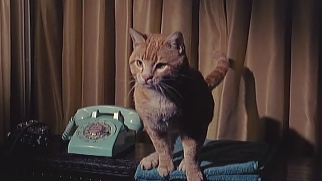 Kedi Sahiplenmek İsteyenlerin Mutlaka Bilmesi Gerekenler!