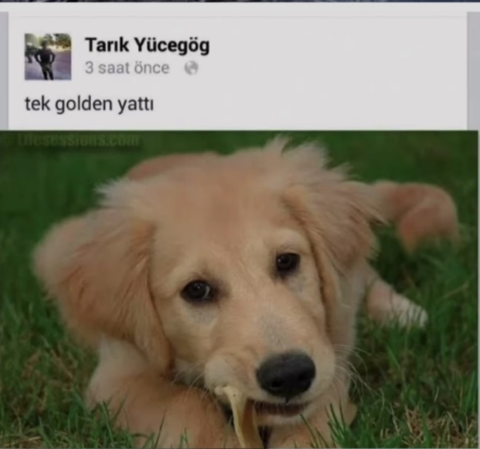 Yaz Sıcağında Serinleten O Buz Gibi Espriler!
