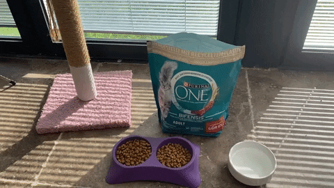 Sen de Purina One Kadar Çok Sevilebilir misin?