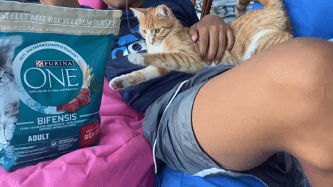 Sen de Purina One Kadar Çok Sevilebilir misin?