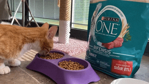 Sen de Purina One Kadar Çok Sevilebilir misin?