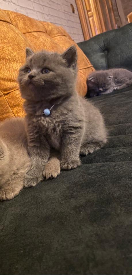 Sen de Purina One Kadar Çok Sevilebilir misin?