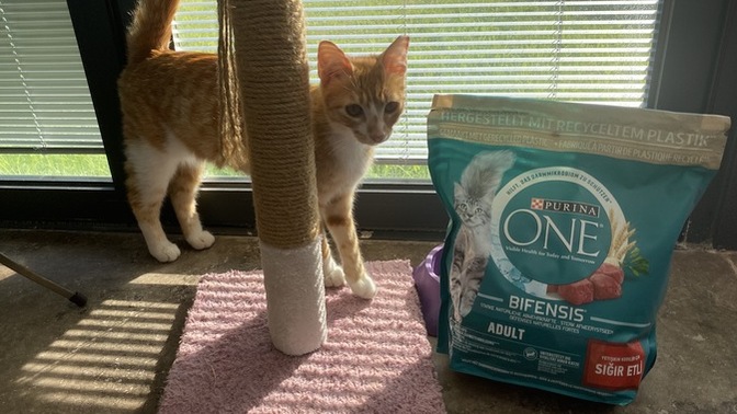 Sen de Purina One Kadar Çok Sevilebilir misin?
