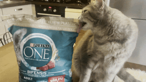 Zeyna ve Purina One Bifensis aşkı yakında sinemalarda! 💥