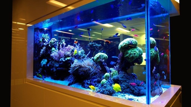Balıkseverler Buraya! Balıklar İçin Sağlıklı Bir Akvaryum Kurulumunu Gelin Birlikte Öğrenelim!