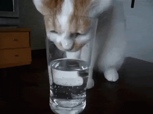 Kedi koymasam olmazdı! Kedi koymasam olmazdı!!