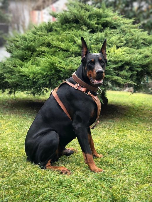Doberman fiyat