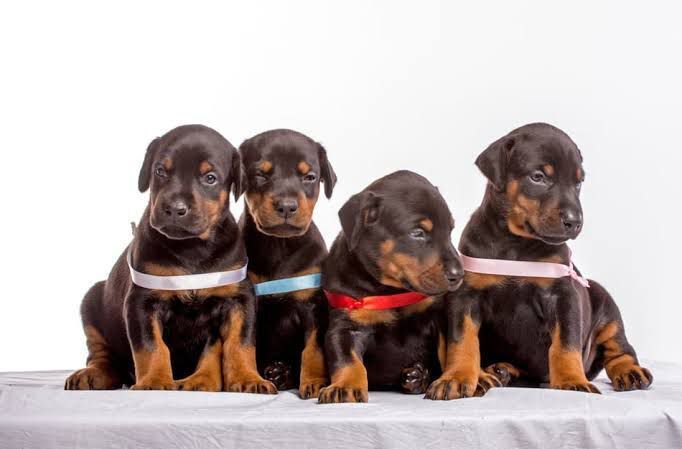 Doberman yavru bakımı