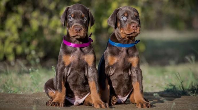 En Cesur ve Sadık Koruma Köpeği Doberman Hakkında Bilinmesi Gerekenler!