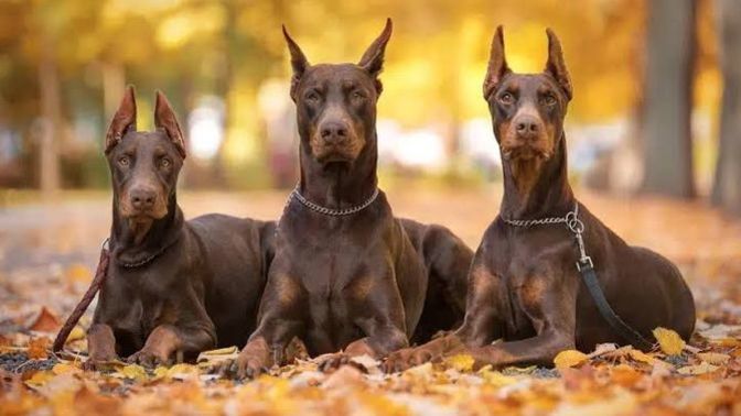 En Cesur ve Sadık Koruma Köpeği Doberman Hakkında Bilinmesi Gerekenler!