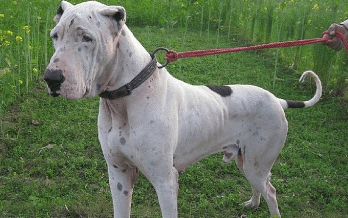 Pitbulldan Daha Tehlikeli 6 Köpek Irkı!