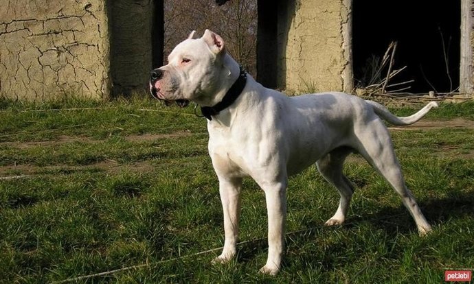 Pitbulldan Daha Tehlikeli 6 Köpek Irkı!