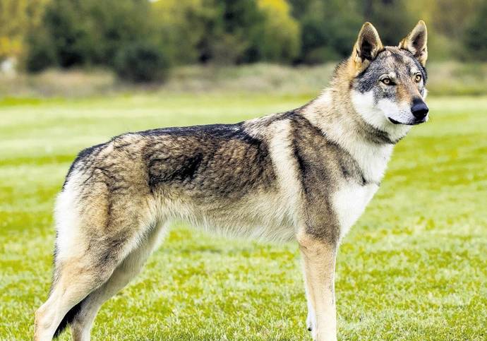 Pitbulldan Daha Tehlikeli 6 Köpek Irkı!