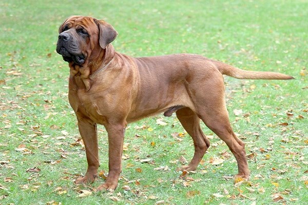 Pitbulldan Daha Tehlikeli 6 Köpek Irkı!