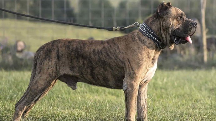 Pitbulldan Daha Tehlikeli 6 Köpek Irkı!