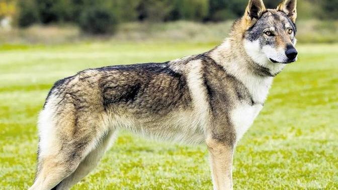 Pitbull'dan Daha Tehlikeli 6 Köpek Irkı!