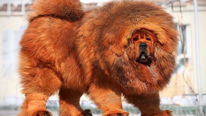 İlk Defa Köpek Besleyenler İçin Öneremeyeceğim 10 Köpek Irkı!