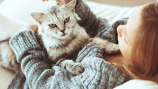 Evde Kedi Bakımına Daire Detaylı Bilgiler!