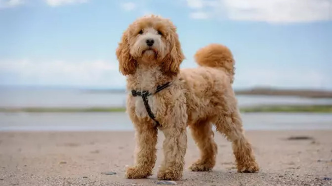 Falda Köpek Görmek Ne Anlama Gelir?
