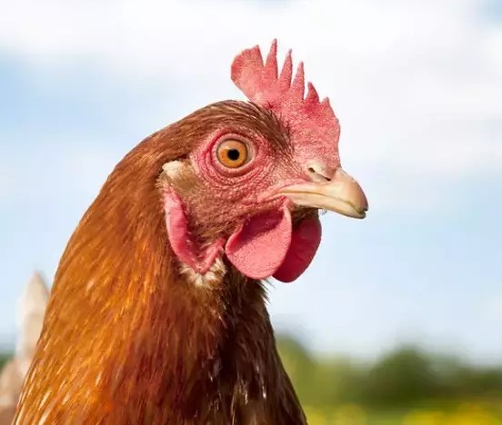 Falda Tavuk Görmek 🐔
