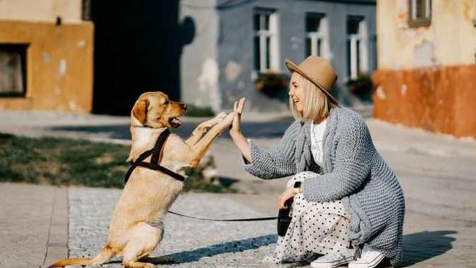 Evde Köpek Bakımına Daire Detaylı Bilgiler!