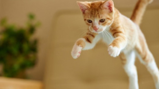 Falda Kedi Görmek Ne Anlama Gelir?