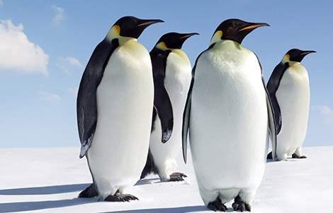 Falda Penguen Görmek Ne Anlama Gelir?