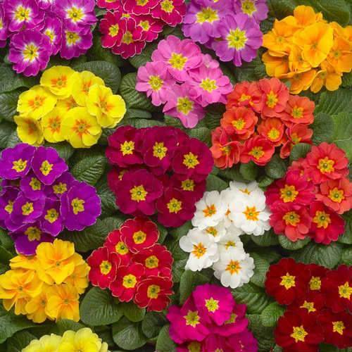 Balkonlarımızı ve Bahçelerimizi 4 Mevsim Renklendirmek İçin Bitki Önerilerim 🌸
