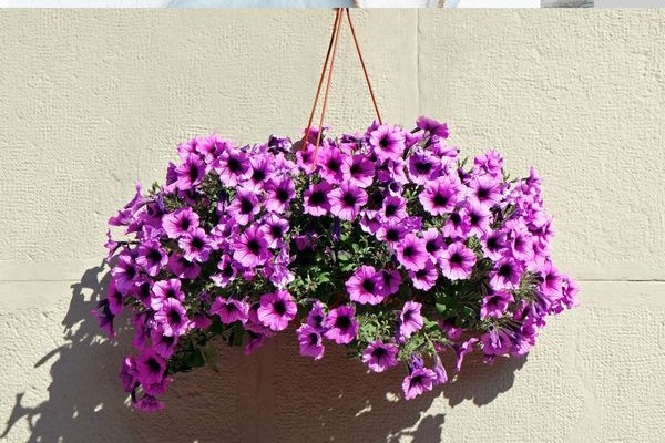 Balkonlarımızı ve Bahçelerimizi 4 Mevsim Renklendirmek İçin Bitki Önerilerim 🌸