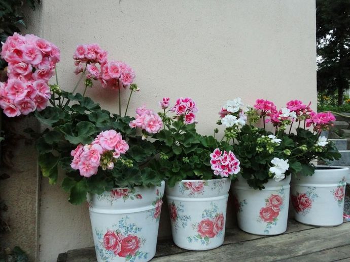 Balkonlarımızı ve Bahçelerimizi 4 Mevsim Renklendirmek İçin Bitki Önerilerim 🌸