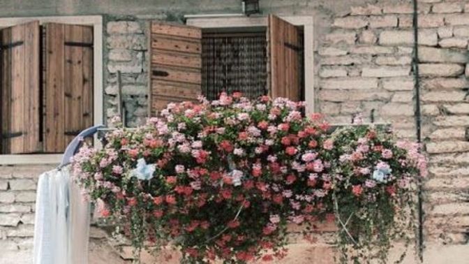 Balkonlarımızı ve Bahçelerimizi 4 Mevsim Renklendirmek İçin Bitki Önerilerim 🌸