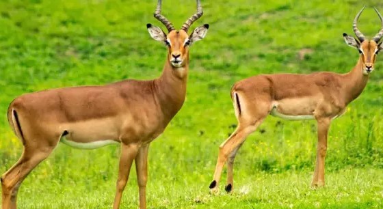 🦌 🦌 🦌 🦌