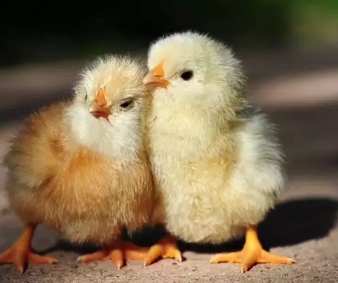 Falda Civciv Görmek Ne Anlama Gelir?