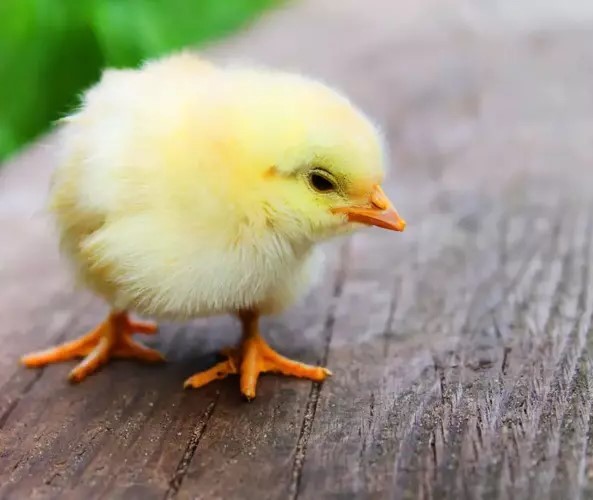 🐥 🐥 🐥 🐥 🐥