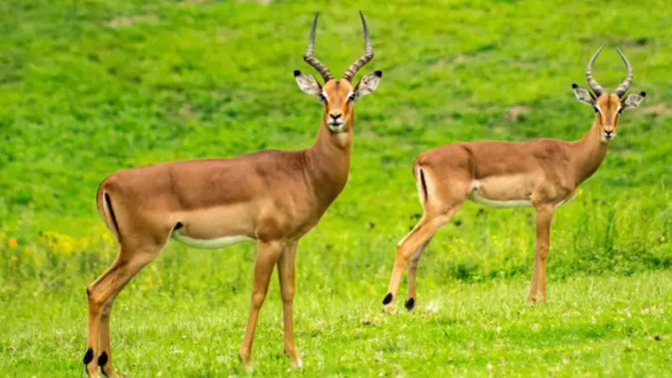 Falda Ceylan Görmek Ne Anlama Gelir 🦌?