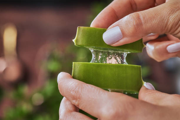 Güzellik ve Cilt Bakımının Mucize Bitkisi Aloe Vera Hakkında Neler Biliyoruz✨️?